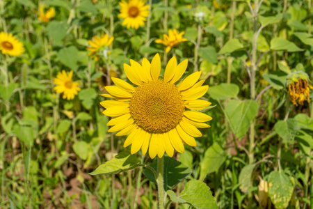 Sunflower blooming in the field, Sunflower blooming in the fieldの写真素材