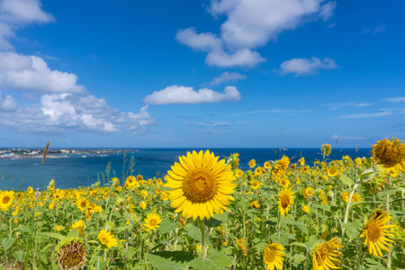 Sunflower field with blue sky and sea background. Sunflower blooming in the summer.の写真素材