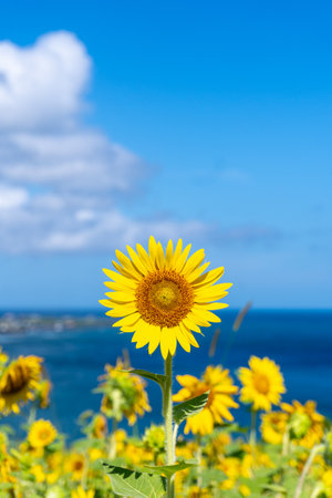 Sunflower on the background of the sea and blue sky with cloudsの写真素材