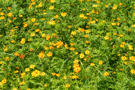 A beautiful, wide field of flowers on a dazzling sunny dayの写真素材