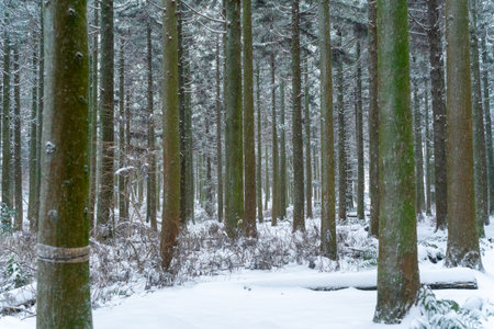 Winter in the forest. Snow covered trees. Winter in the forest.の写真素材