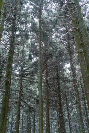 Pine trees in the forest during the winter season. Nature backgroundの写真素材