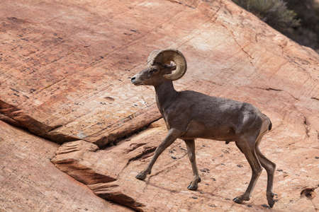 Desert Bighorn Sheep in Zion National Park
