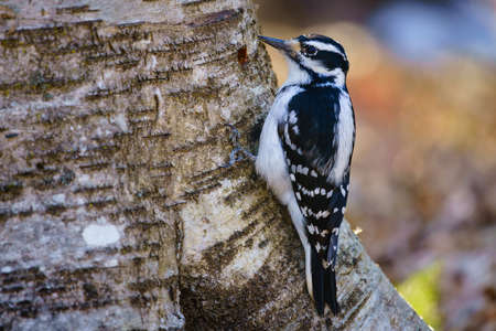 Hairy woodpecker (picoides villosus) on a tree, Ottawa, Canadaの写真素材