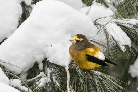 Male evening grosbeak (Hesperiphona vespertina) perching on a pine tree branch in winter in the Algonquin Provincial Parkの写真素材