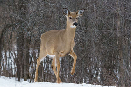 white tailed deer in winter in Ottawa, Canada