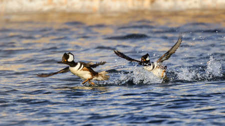 Hooded merganser play in waterの写真素材