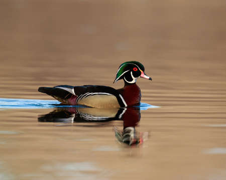 Male wood duck swim in a pondの写真素材