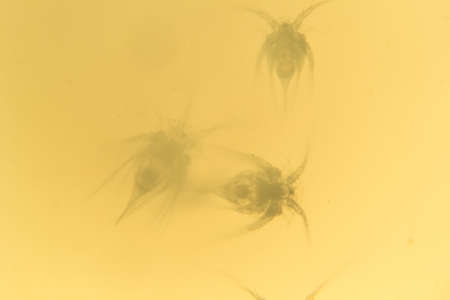 Some worms from arctic sea under microscope. Daphnia.
