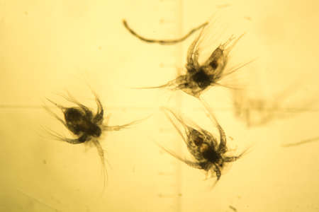 Some worms from arctic sea under microscope. "Daphnia".の写真素材
