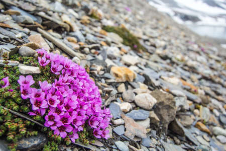 Arctic winter in the south of Spitsbergen. Saxifrage.の写真素材