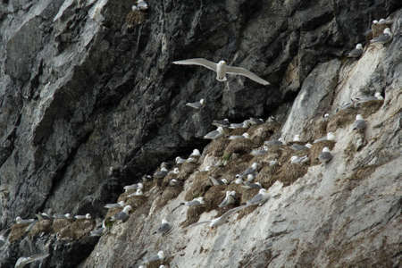 South of Spitsbergen. Rissa tridactyla. Black-legged Kittiwake.の写真素材