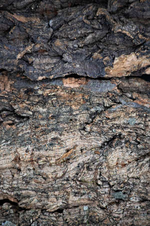 Embossed texture of brown tree bark. Wood surface background.