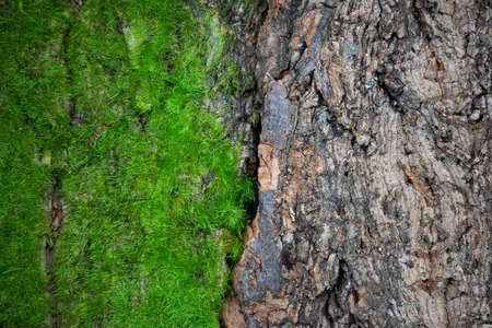 Moss texture is green.Tree surface. Embossed texture of brown tree bark.の写真素材