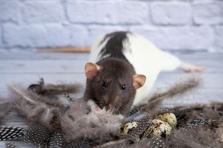 Decorative black and white cute rat sniffing quail eggs. The eggs lie in a nest of bird feathers. Back white brick background. close-up.の写真素材