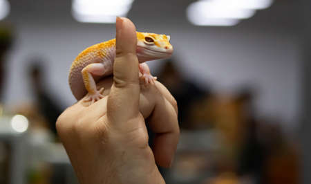 Yellow spotted eublefar in human hands. Beautiful tame lizard close up. Macro reptile.