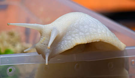 Big brown snail Achatina. The African snail, which is grown at home as a pet, and also used in...