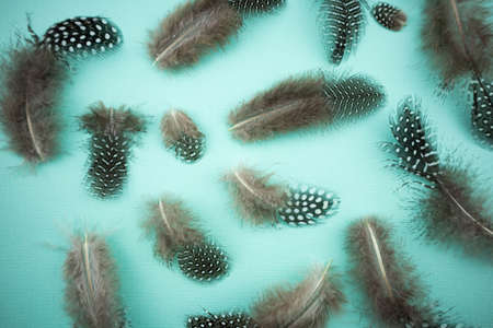 Quail feathers on a turquoise background. Bird feather texture. with copy space for your customized...