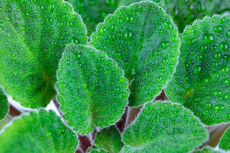 Macro shot of the leaves of a green plant. Flower close-up. There are drops of dew or water on the leaves. Floraの写真素材
