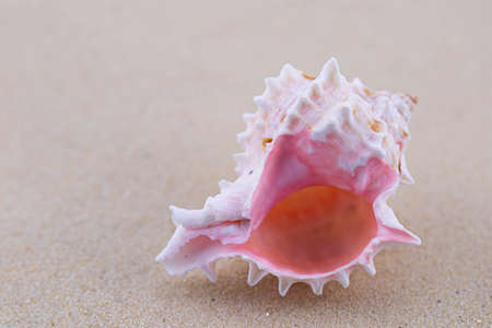 On the white sand lies a pink seashell of an unusual shape. Macro photography of a marine theme. The...