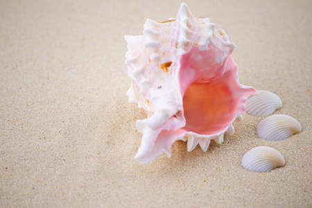 On the white sand lies a pink seashell of an unusual shape. Macro photography of a marine theme. The...