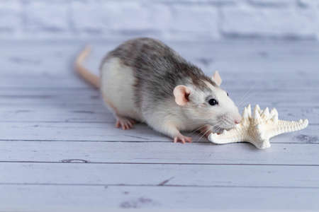 Close-up cute rat sniffs a white starfish. Rodent portraitの写真素材