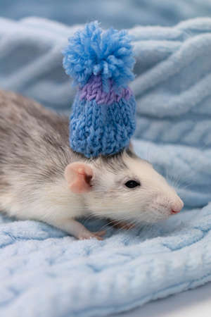 A cute little rat sits in a soft knitted blanket. The rodent is wearing a beautiful blue hat with a pompom. Close-up portrait of an animalの写真素材