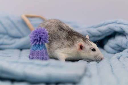 A cute little rat sits in a soft knitted blanket. The rodent is wearing a beautiful blue hat with a pompom. Close-up portrait of an animalの写真素材