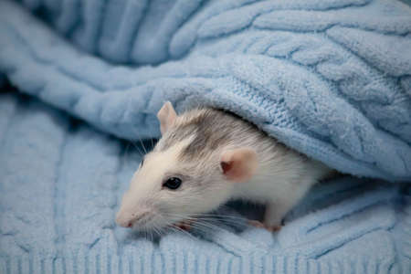 A cute little rat sits in a soft knitted blue blanket. Close-up portrait of a rodentの写真素材