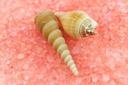 White seashells of various shapes and sizes lie on a pink background. Macro photography of a marine themeの写真素材