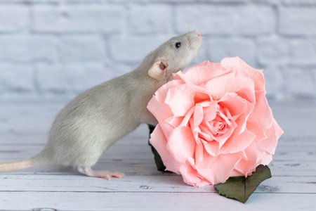Decorative cute gray rat sits next to a rose flower. On the background of a white brick wall. A close-up of a rodent.の写真素材