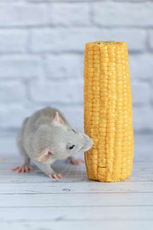 Decorative gray cute rat eating yellow ripe corn on the cob. Rat close up. Delicious and healthy food.の写真素材