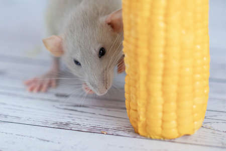 Decorative gray cute rat eating yellow ripe corn on the cob. Rat close up. Delicious and healthy food.の写真素材
