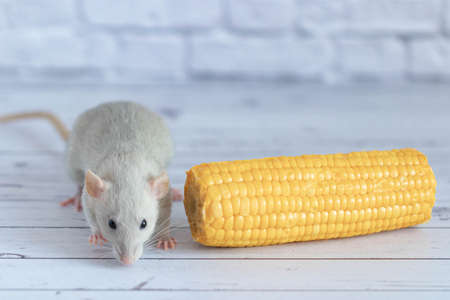 Decorative gray cute rat eating yellow ripe corn on the cob. Rat close up. Delicious and healthy food.の写真素材