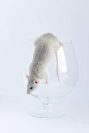 Cute little gray rat in a wine glass.の写真素材