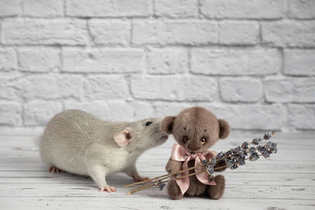 A cute and funny gray decorative rat bites a teddy bear toy by the ear. Rodent close-up portraitの写真素材