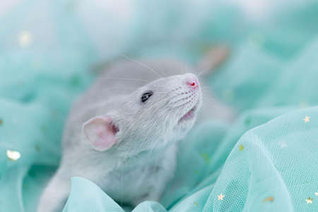 A small cute gray decorative rat sits among folds of mint light and airy fabric with sequins. A funny animal. Rodent close-up. Mint or green backgroundの写真素材