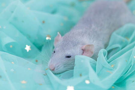 A small cute gray decorative rat sits among folds of mint light and airy fabric with sequins. A funny animal. Rodent close-up. Mint or green backgroundの写真素材