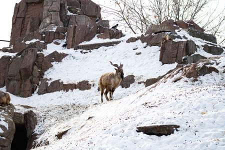 Mountain goat stands on a rock and looks into the distance on a rocky mountain background. big and...