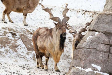 Mountain goat stands on a rock and looks into the distance on a rocky mountain background. big and long beautiful hornsの写真素材