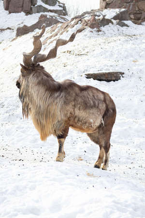 Mountain goat stands on a rock and looks into the distance on a rocky mountain background. big and long beautiful hornsの写真素材