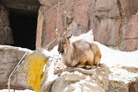 The mountain goat lies on a rock and looks into the distance against the backdrop of a rocky mountain. big and long beautiful horns.の写真素材