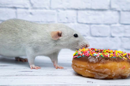 Gray rat eating sweet donut pastry. Not on a diet.birthdayの写真素材