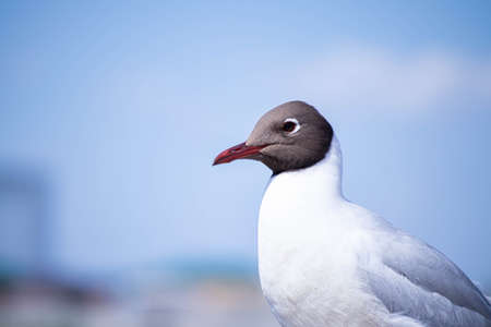 Waterfowl seagull close up. Portrait. Plumage. Bird head.