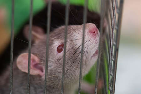 small animal rodent rat sits behind bars in a cage. Animals in captivity.の写真素材
