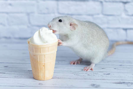 A cute rat sits next to a waffle cup with white ice cream. The rodent is sniffing the dessert. Close-up portrait of animals. Macro.の写真素材