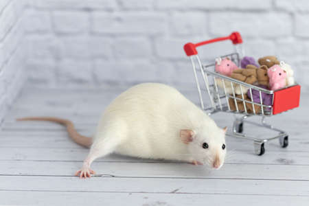 A small cute white rat next to the grocery cart is packed with multicolored Teddy bears. Shopping in the market. Buying gifts for birthdays and holidaysの写真素材