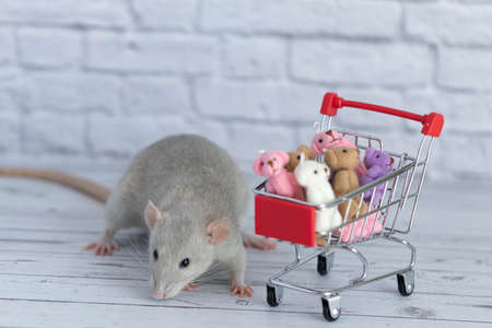 A small cute gray rat next to the grocery cart is packed with multicolored Teddy bears. Shopping in the market. Buying gifts for birthdays and holidaysの写真素材