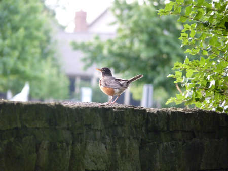 Robin