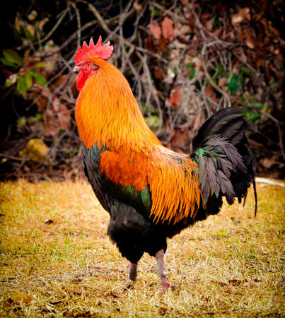 Rooster